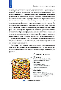 Practical Trichology. Protocol for Hair and Scalp Restoration
