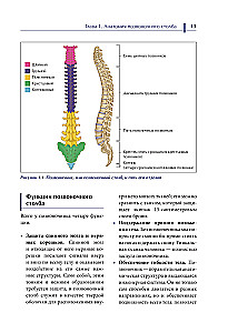Biomechanics and Manual Therapy of the Spine