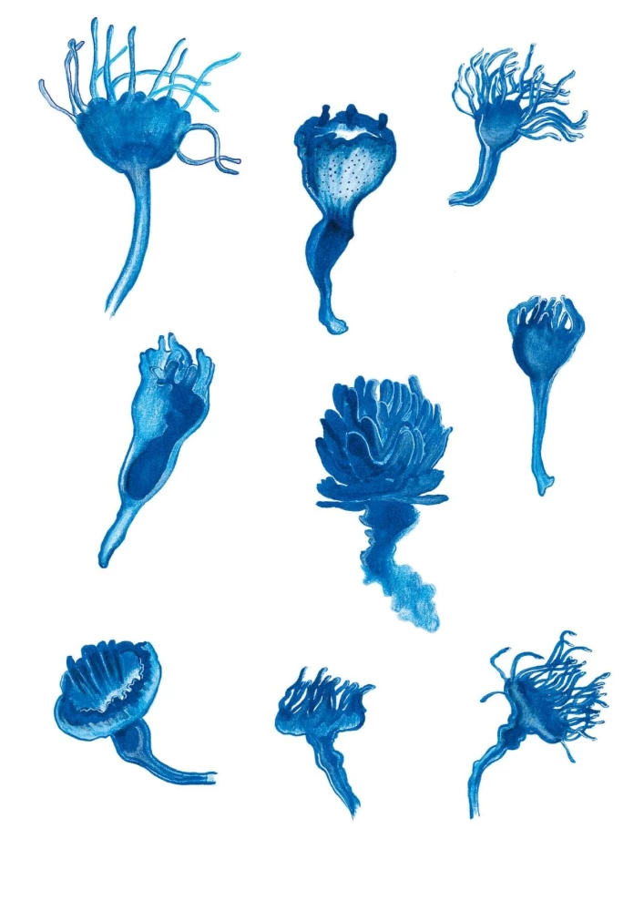 Jellyfish Garden