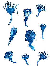 Jellyfish Garden