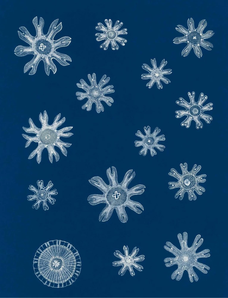 Jellyfish Garden