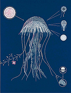 Jellyfish Garden