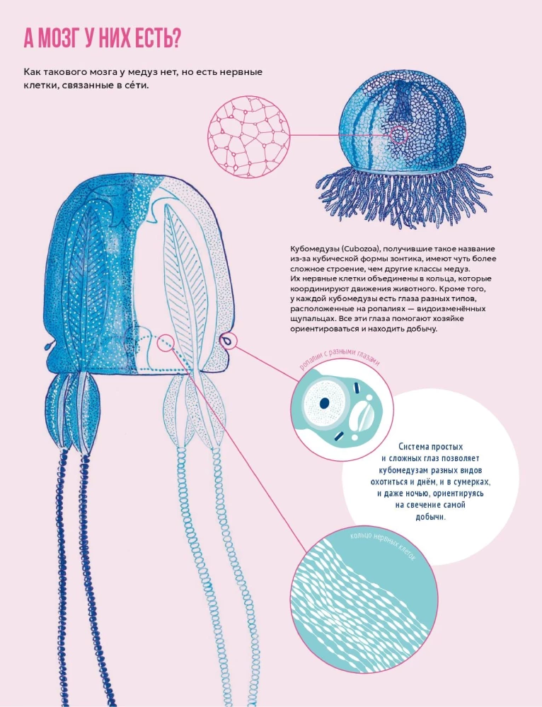 Jellyfish Garden