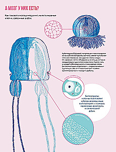 Jellyfish Garden