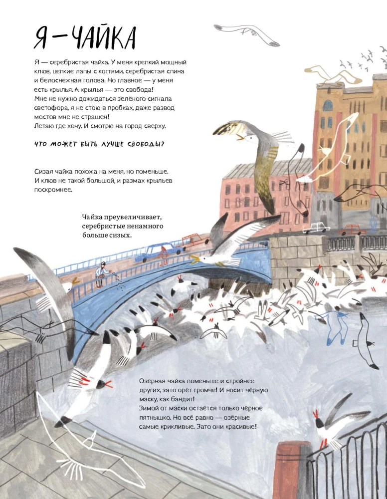 Pēterburga – pilsēta kaijām