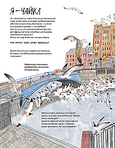 Pēterburga – pilsēta kaijām