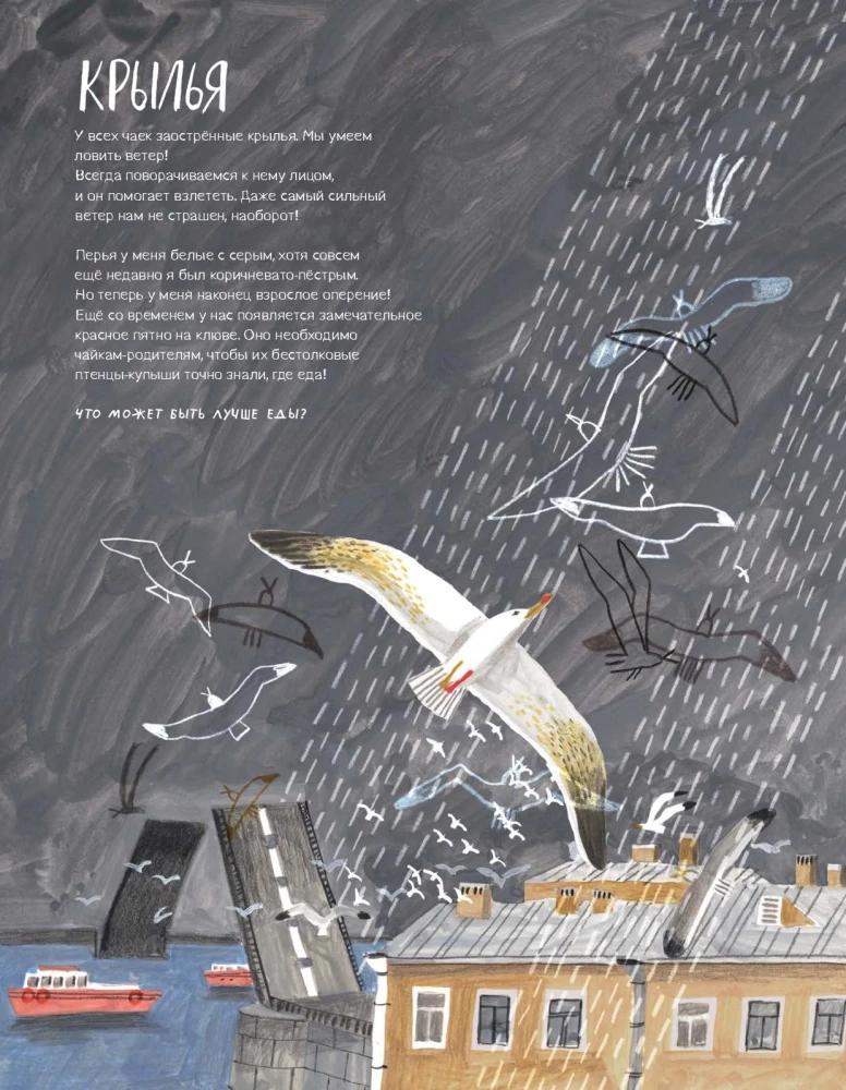 Pēterburga – pilsēta kaijām