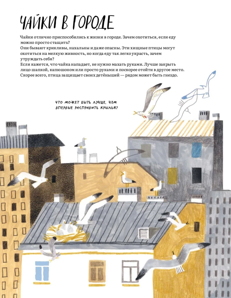 Pēterburga – pilsēta kaijām