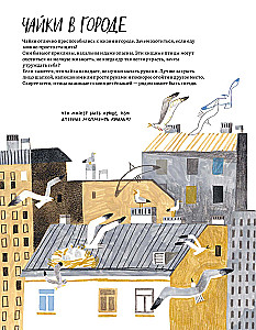 Pēterburga – pilsēta kaijām