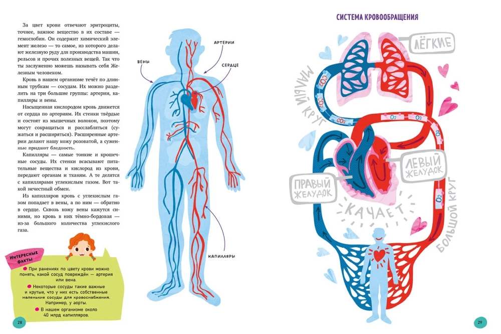 The Human Body and How It Works