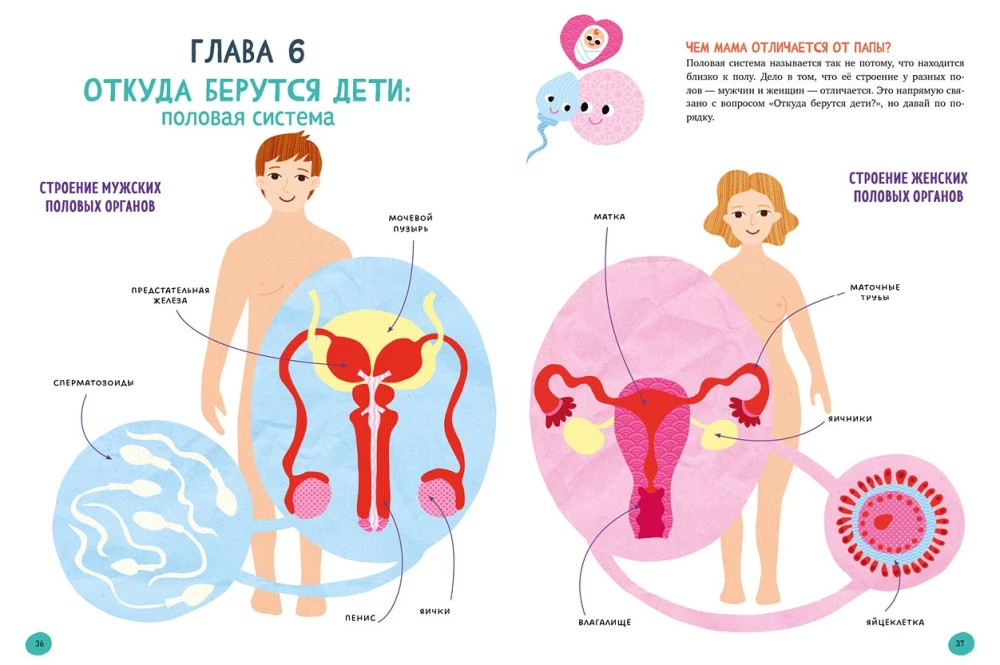 The Human Body and How It Works