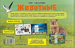 Рентгенорама. Животные