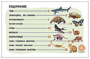 Рентгенорама. Животные