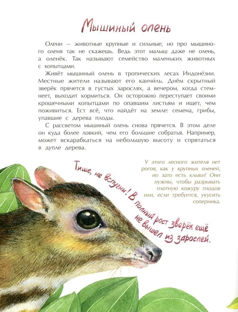 Tiere im Miniformat. Wer ist der Kleinste auf der Welt?