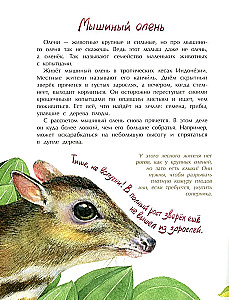 Tiere im Miniformat. Wer ist der Kleinste auf der Welt?