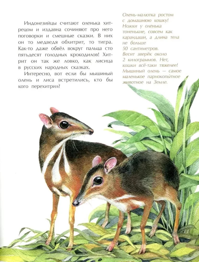 Tiere im Miniformat. Wer ist der Kleinste auf der Welt?