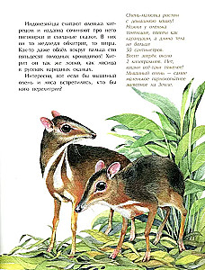 Tiere im Miniformat. Wer ist der Kleinste auf der Welt?
