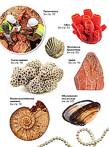 Paleometro