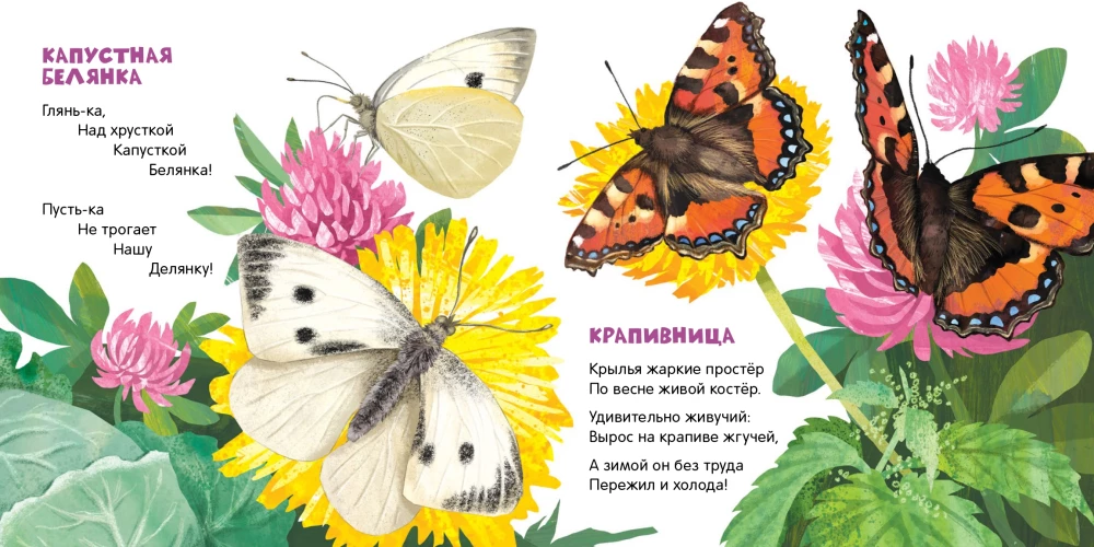 Butterflies