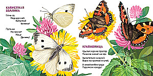 Butterflies