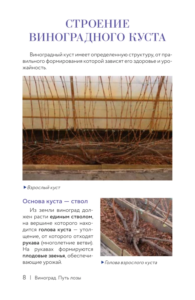 Grapes. The Path of the Vine. Cheat Sheet-Tracker: from Cutting to Bunch