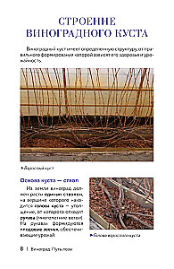 Grapes. The Path of the Vine. Cheat Sheet-Tracker: from Cutting to Bunch
