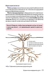 Grapes. The Path of the Vine. Cheat Sheet-Tracker: from Cutting to Bunch