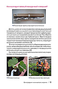 Grapes. The Path of the Vine. Cheat Sheet-Tracker: from Cutting to Bunch