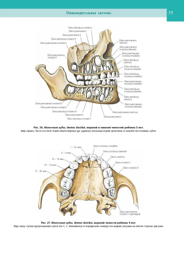 Atlas of Human Anatomy. Volume Two