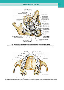 Atlas of Human Anatomy. Volume Two
