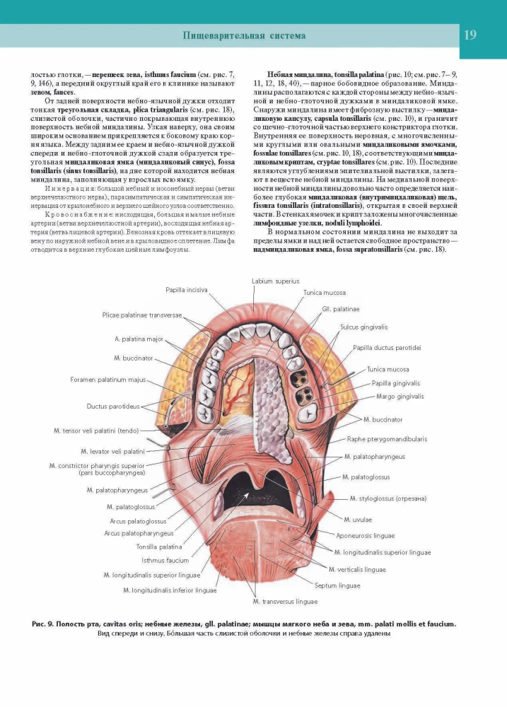 Atlas of Human Anatomy. Volume Two