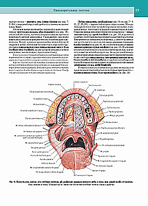 Atlas of Human Anatomy. Volume Two