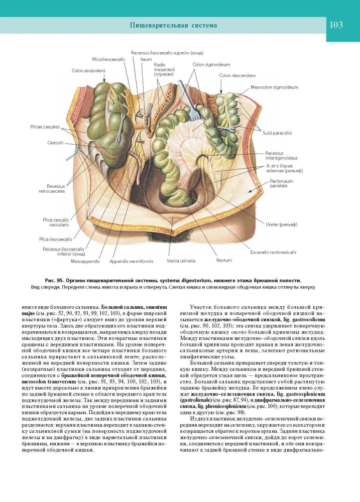 Atlas of Human Anatomy. Volume Two