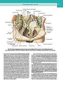 Atlas of Human Anatomy. Volume Two