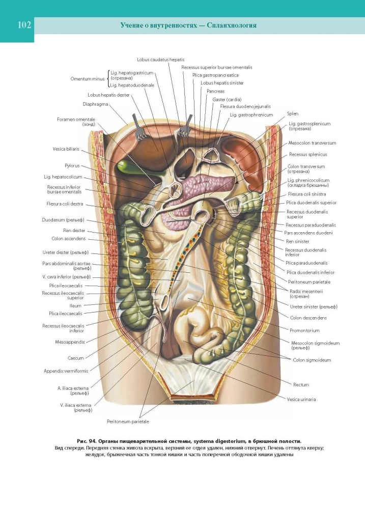 Atlas of Human Anatomy. Volume Two