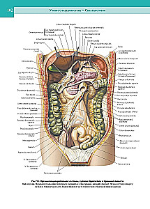 Atlas of Human Anatomy. Volume Two