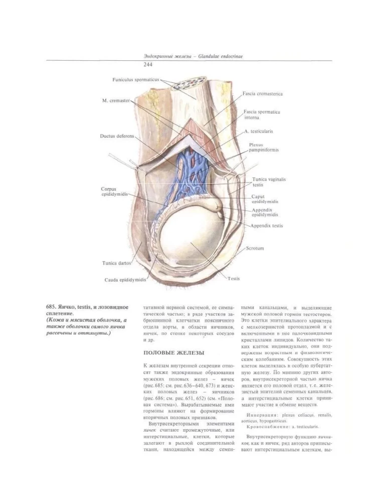 Atlas of Human Anatomy. Volume Two
