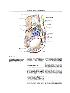 Atlas of Human Anatomy. Volume Two