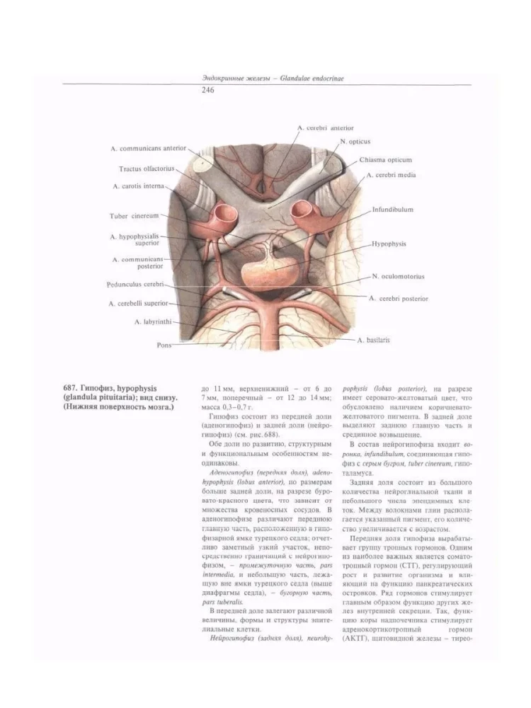 Atlas of Human Anatomy. Volume Two