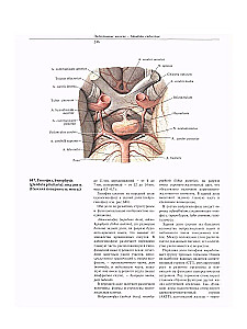 Atlas of Human Anatomy. Volume Two