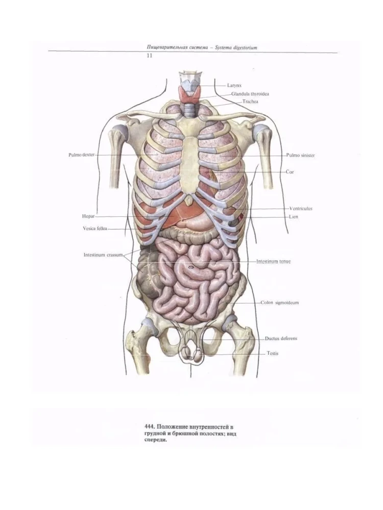 Atlas of Human Anatomy. Volume Two