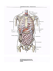 Atlas of Human Anatomy. Volume Two