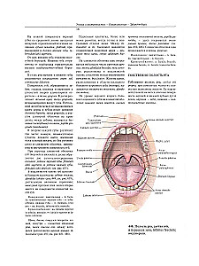 Atlas of Human Anatomy. Volume Two