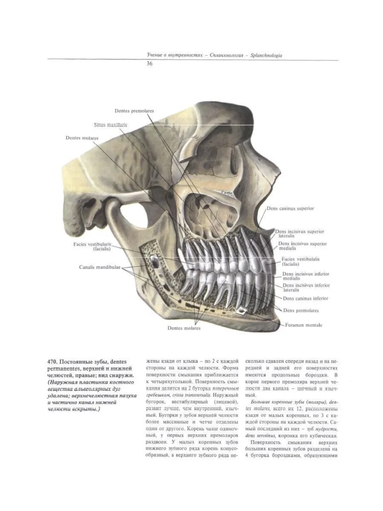 Atlas of Human Anatomy. Volume Two