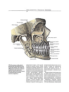 Atlas of Human Anatomy. Volume Two