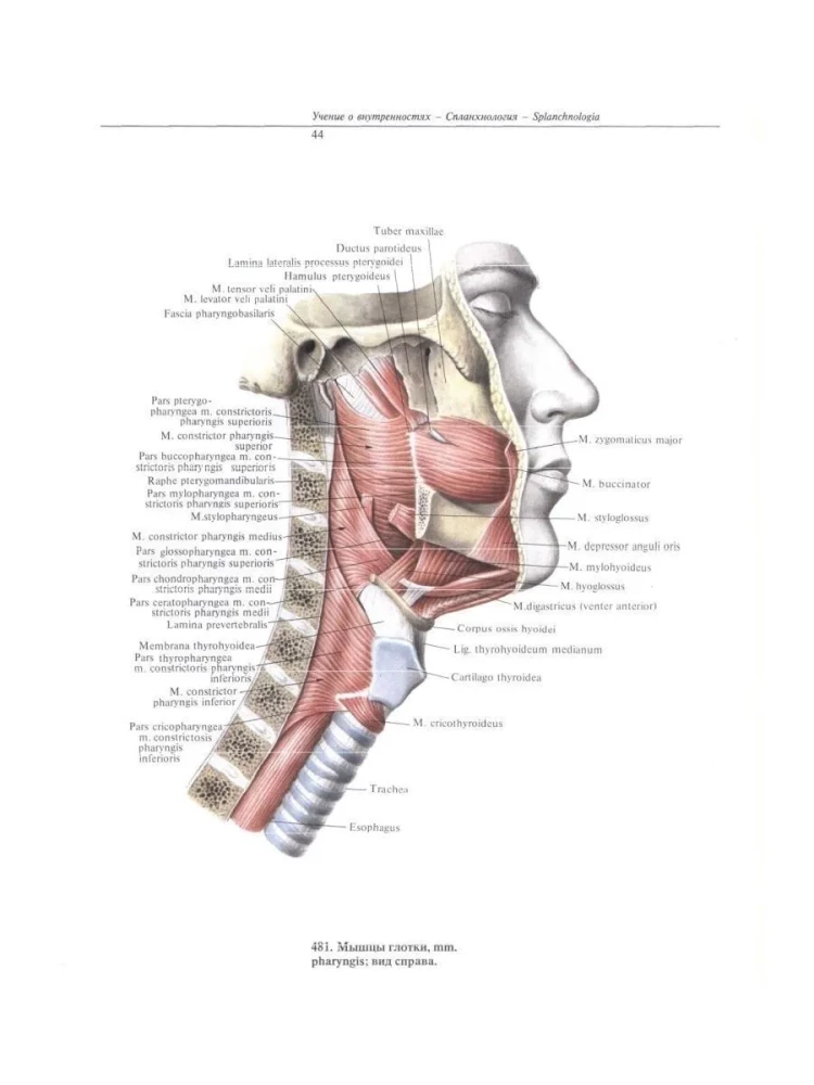 Atlas of Human Anatomy. Volume Two
