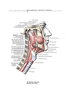 Atlas of Human Anatomy. Volume Two