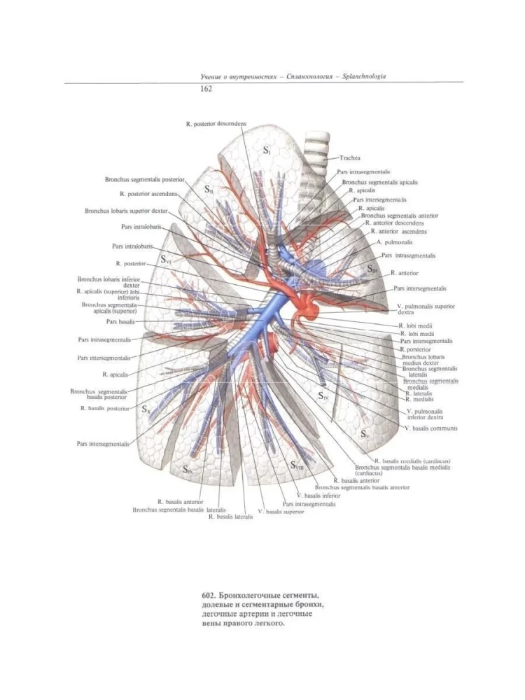 Atlas of Human Anatomy. Volume Two