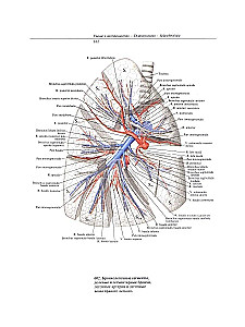 Atlas of Human Anatomy. Volume Two
