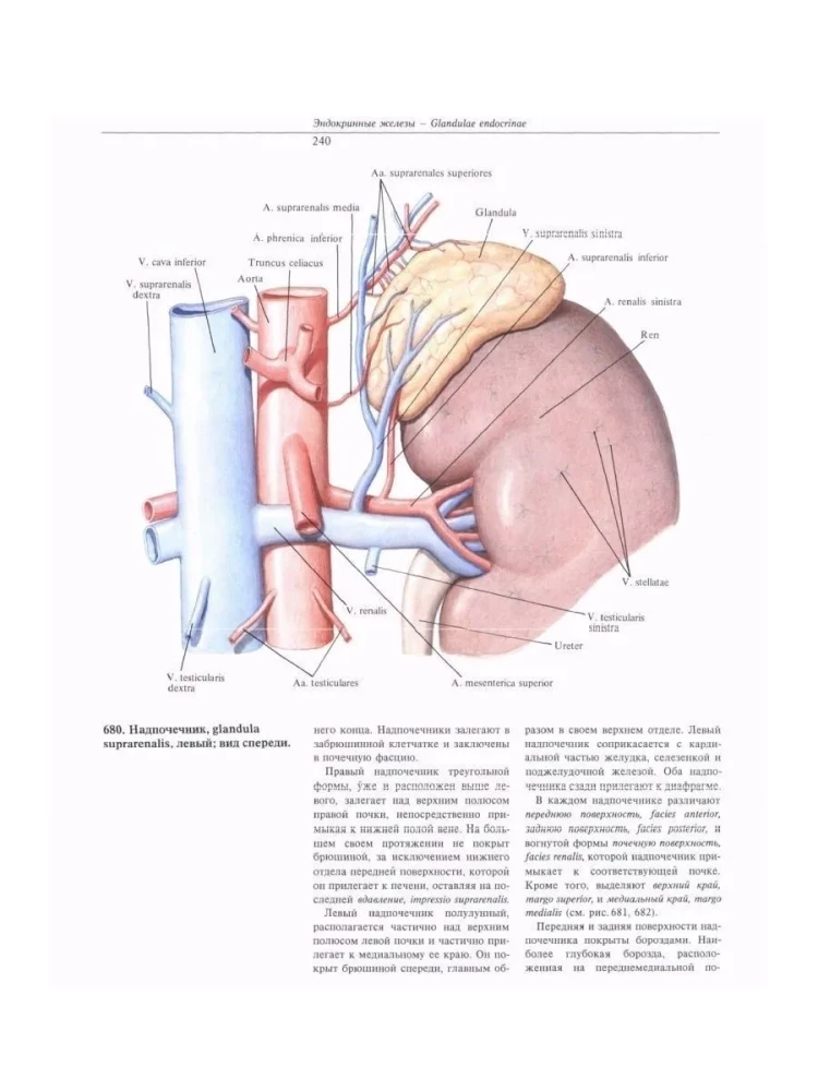 Atlas of Human Anatomy. Volume Two